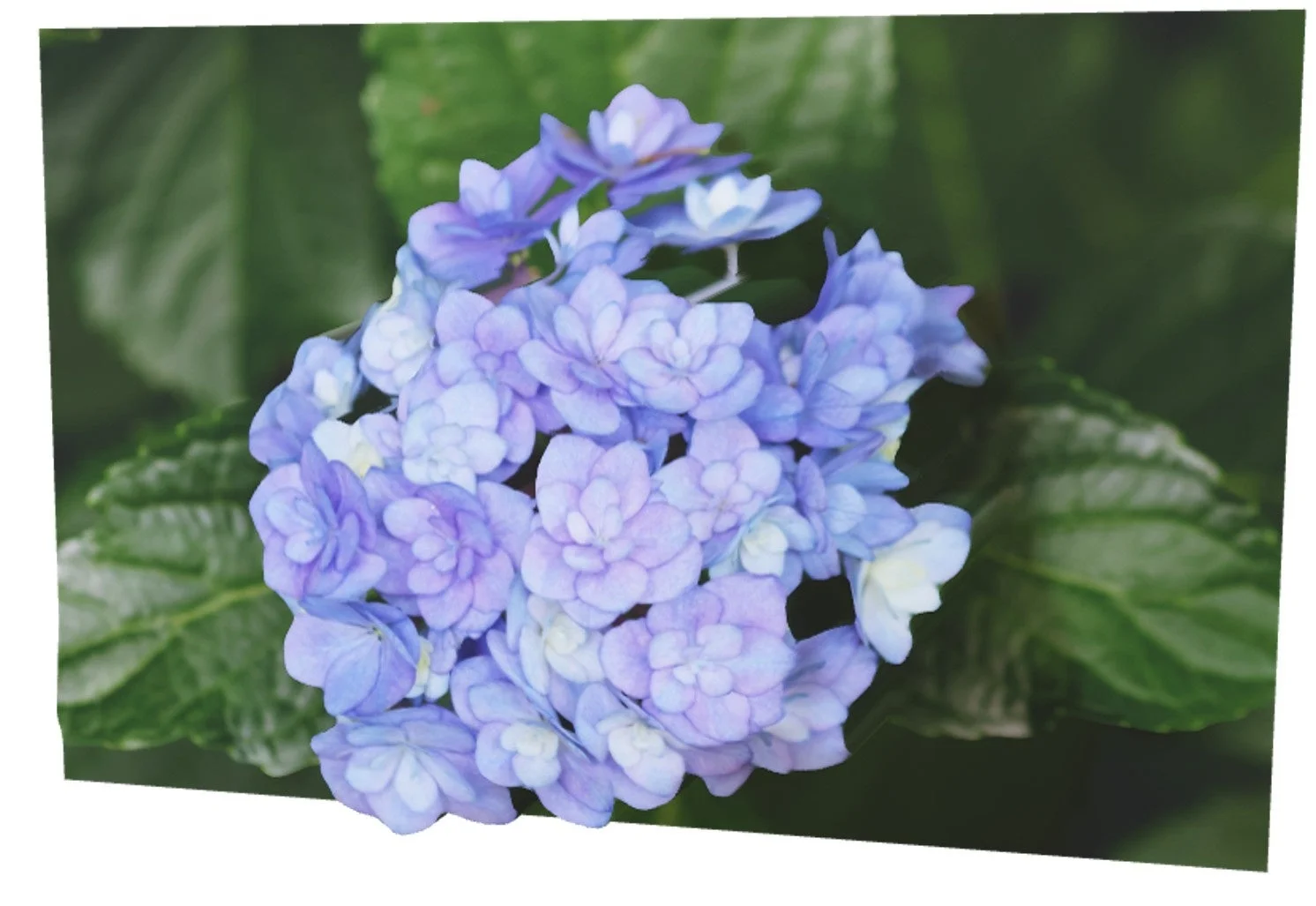 アジサイの花