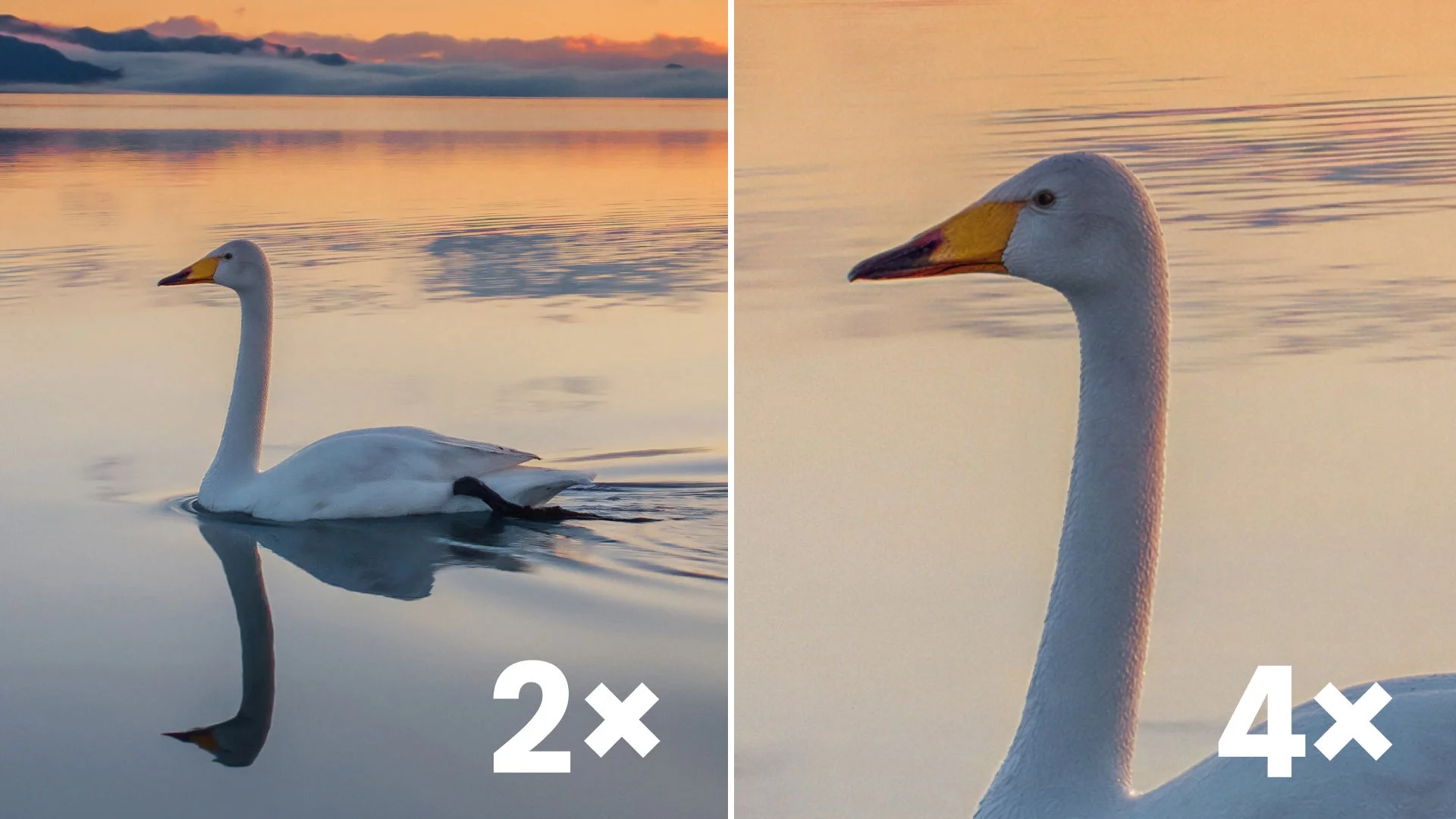 白鳥のズーム比較