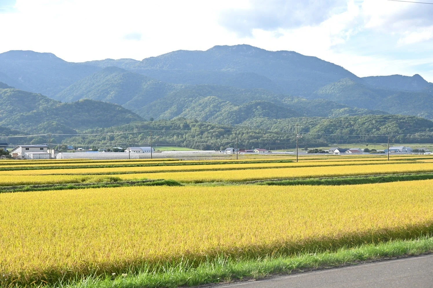黄金色の稲穂が広がる田園風景