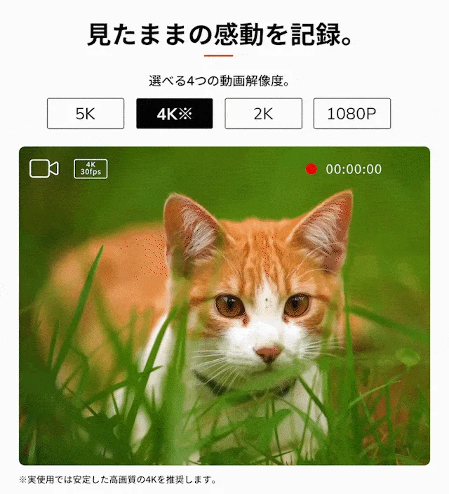 動画解像度選択（猫の画像）