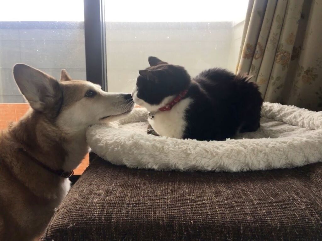 一匹の原発避難犬との出会いから生まれたドット絵シューティング『ホーギーヒュー』、Nintendo Switchで発売