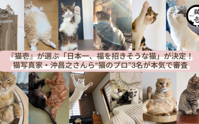 猫の名脇役である『猫壱』が選ぶ「日本一、福を招きそうな猫」が決定！猫写真家・沖昌之さんら“猫のプロ”3名が本気で審査